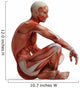 Anatomy Muscles Wall Decal