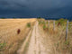 Way Trough Storm Wall Decal