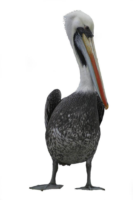 Pelican Wall Decal