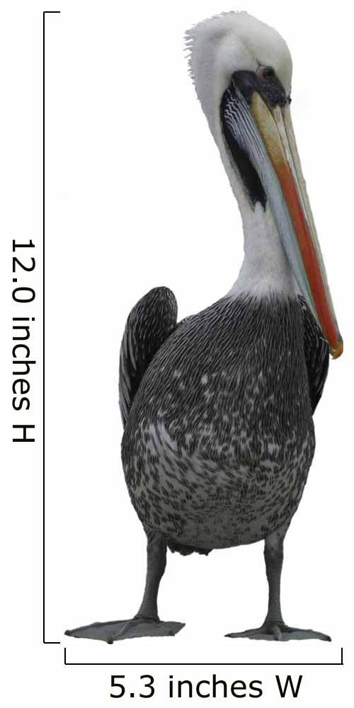 Pelican Wall Decal