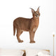 Caracal Caracal 6 Wall Decal Design 2