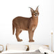 Caracal Caracal 6 Wall Decal Design 2