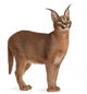 Caracal Caracal 6 Wall Decal Design 2