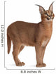 Caracal Caracal 6 Wall Decal Design 2