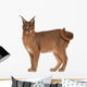Caracal Caracal 6 Wall Decal Design 1