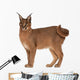 Caracal Caracal 6 Wall Decal Design 1