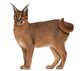 Caracal Caracal 6 Wall Decal Design 1