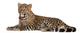 Young Resting Leopard Wall Decal