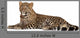 Young Resting Leopard Wall Decal