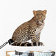 Leopard Wall Decal