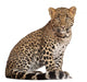 Leopard Wall Decal