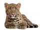 Leopard Panthera Pardus 6 Wall Decal Design 2