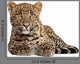 Leopard Panthera Pardus 6 Wall Decal Design 2