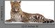Leopard Panthera Pardus 6 Wall Decal Design 1