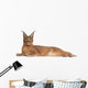Caracal Caracal Caracal 6 Months Old Wall Decal
