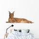 Caracal Caracal Caracal 6 Months Old Wall Decal