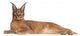 Caracal Caracal Caracal 6 Months Old Wall Decal