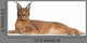 Caracal Caracal Caracal 6 Months Old Wall Decal