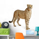 Cheetah Acinonyx Jubatus 18 Wall Decal Design 5
