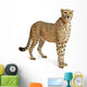Cheetah Acinonyx Jubatus 18 Wall Decal Design 5