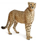 Cheetah Acinonyx Jubatus 18 Wall Decal Design 5