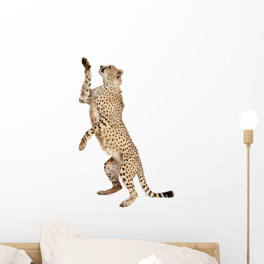 Cheetah Acinonyx Jubatus 18 Wall Decal Design 4