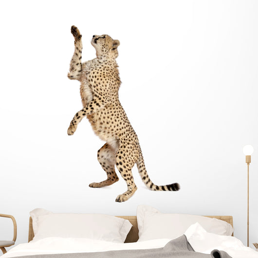 Cheetah Acinonyx Jubatus 18 Wall Decal Design 4