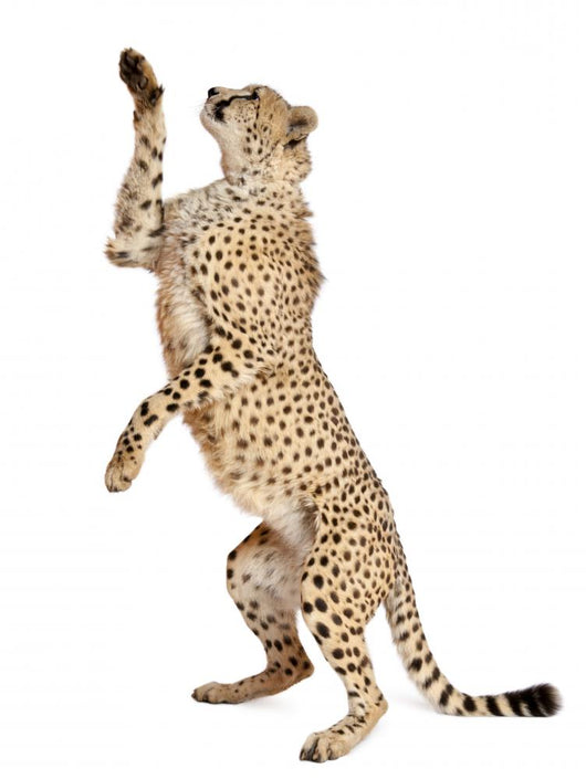 Cheetah Acinonyx Jubatus 18 Wall Decal Design 4
