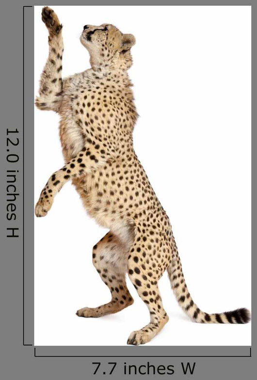 Cheetah Acinonyx Jubatus 18 Wall Decal Design 4