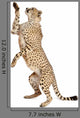 Cheetah Acinonyx Jubatus 18 Wall Decal Design 4