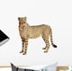 Cheetah Acinonyx Jubatus 18 Wall Decal Design 3