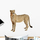 Cheetah Acinonyx Jubatus 18 Wall Decal Design 3