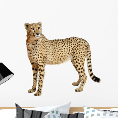 Cheetah Acinonyx Jubatus 18 Wall Decal Design 3 shown on a wall