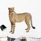 Cheetah Acinonyx Jubatus 18 Wall Decal Design 3
