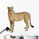Cheetah Acinonyx Jubatus 18 Wall Decal Design 3