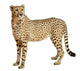 Cheetah Acinonyx Jubatus 18 Wall Decal Design 3