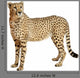 Cheetah Acinonyx Jubatus 18 Wall Decal Design 3