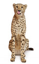 Cheetah Acinonyx Jubatus 18 Wall Decal Design 2