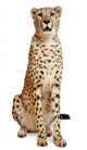 Cheetah Acinonyx Jubatus 18 Wall Decal Design 1