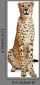 Cheetah Acinonyx Jubatus 18 Wall Decal Design 1