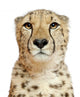 Close-up Cheetah Wall Decal