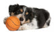 Collie Puppy Basketball Wall Decal