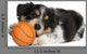 Collie Puppy Basketball Wall Decal