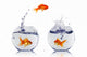 Gold Fish Fishbowl Wall Decal Design 1