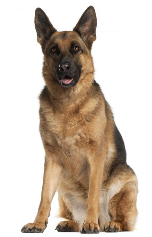 German Shepherd Dog 4 Wall Decal