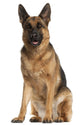German Shepherd Dog 4 Wall Decal