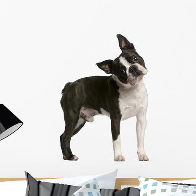 Boston Terrier 1 Year Wall Decal shown on a wall