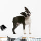 Boston Terrier 1 Year Wall Decal