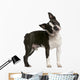 Boston Terrier 1 Year Wall Decal