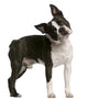 Boston Terrier 1 Year Wall Decal